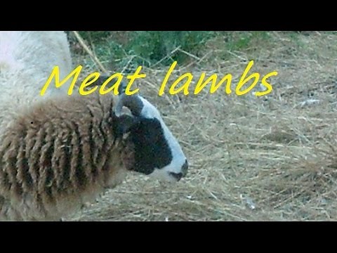 Raising and butchering lambs part 1.... feeding and raising