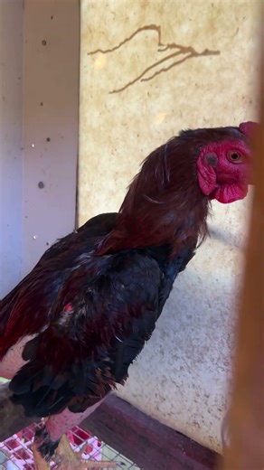 Coq de race combattant : pamplemousse fesan #madeintahiti🔥