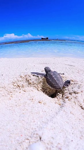 Turtle Adventure 🐢❤