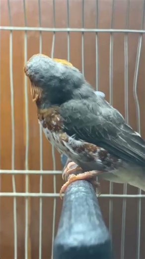 Mutation Finches #shorts