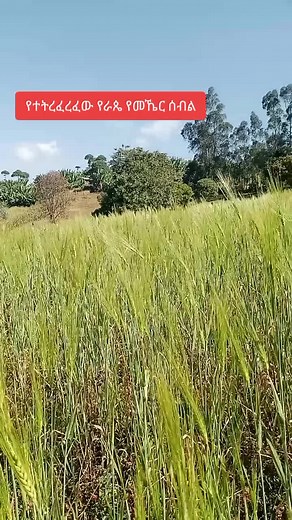 Gedeo Zone Prosperity (@gedeo.zone.prospe)’s videos with Babafayo - Abraham Belayneh