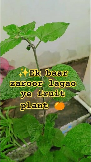 🍊Ek Baar Zaroor Ugao Ye Fruit Plant | Cape Gooseberry | Mahi Ki Baghiya 🌿🍊"