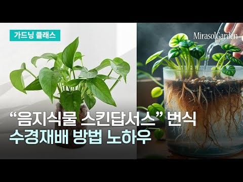 음지식물 추천해요~ 스킨답서스 번식과 수경재배 방법 | 가드닝클래스