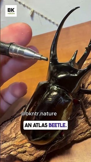 Pen vs Beetle? The Atlas Beetle Is Built Like a Tank!