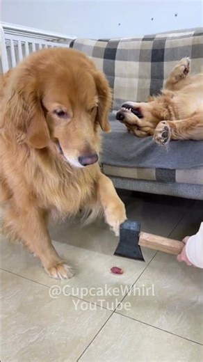 Dog was like: Nah bro, you do it 😅🪓 #FunnyDogs #DogMeme #DogReaction #DogShorts #CutePets