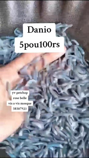 10K views · 55 reactions | ✨ Exciting News! Our New Batch of Live Fish will be available in shop as from this Wednesday 05.11.25! ✨ Come and meet us at YV Petshop - we are located only at Royal Road Rose Belle, Opposite Jummah Mosque & Maubank 58507923 | YV Petshop | Facebook