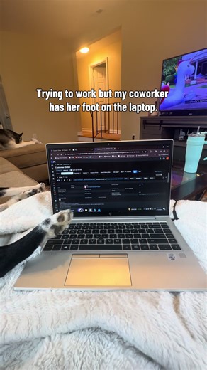 Husky Co-Worker Interrupts Remote Work