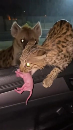 Midnight Storm: Mom Cat Climbs Into Car With Newborn As Hyena Attacks#shorts #viral #kitten #cat