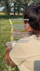 Mullein Blossoms Benefits & Harvesting