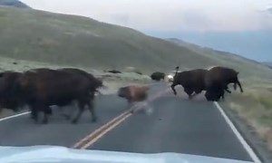 WATCH: Yellowstone issues warning with video about how aggressive bison might be right now - East Idaho News