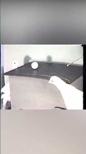 Classical Conditioning: Pigeons Playing Ping Pong!
