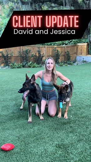 64 reactions | David and Jessica came to us over a year ago in search of a shepherd to add to their family! Our guess is they loved her so much, they decided to add another addition, Nero, who completed our Platinum Training Program! They have both done such a great job in raising strong, balanced shepherds  #gsd #germanshepherd FOLLOW US @hausambergshepherds  | Haus Amberg Shepherds | Facebook