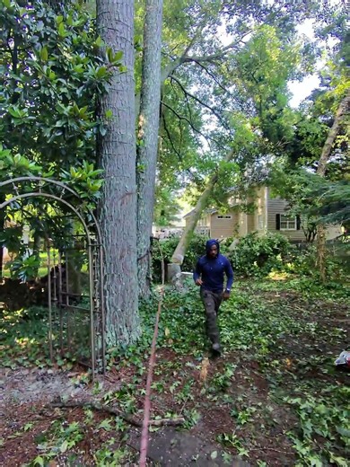 This how you hang a tree… #arborist #treework