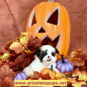 Shorkie puppies #puppy #puppies