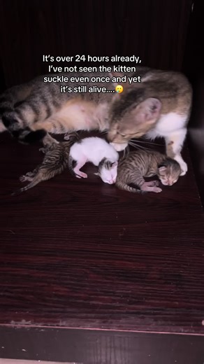 The vet says there’s nothing they can be done except euthanizing it, if there’s anyone out here they can help them stay alive please reach out. 🥹 #kakaoflagos #livingwithcats #catsoftiktok #catdad