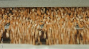 Corn seed processing at a factory – kernels going through pre-cleaning machine. (HD)