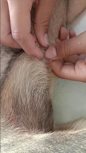 How to Remove Fleas from a Dog Safely #dogcare #petcare #dogshorts