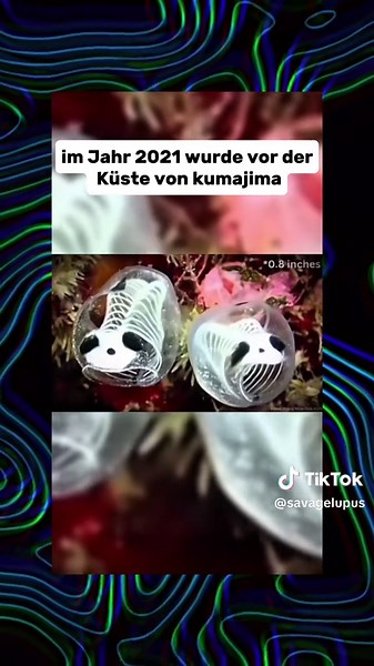7 Seltene Tiere mit nur einem Video