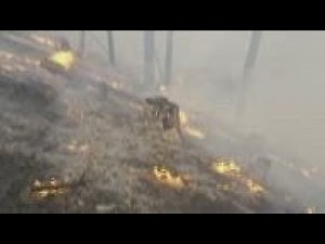 Hundreds of firefighters battle wildfires in Czech Rep.