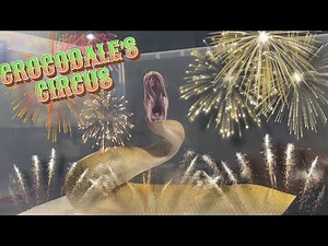 DRAKKON | Banana Pinstripe Royal / Ball Python | #feeding #highlights 🍌🎬 (19.09.25)