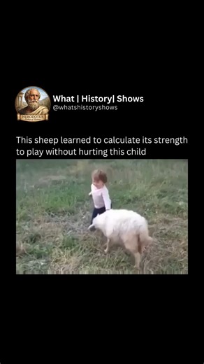 History | Explained | Simply on Instagram: "In a quiet moment of instinctive restraint, a sheep gently adjusts its strength while playing with a much smaller companion. What could’ve been rough turns into something surprisingly tender every movement measured, every step careful, as if the sheep knows just how fragile the little one is. Whether it’s learned behavior or natural empathy, the clip captures an unexpected form of animal intelligence. It’s a reminder that play doesn’t have to mean powe