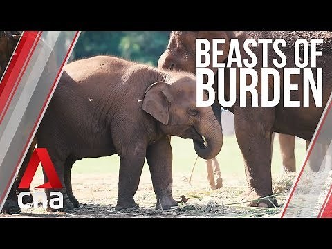 Taste of freedom: An abused young elephant's rescue from captivity