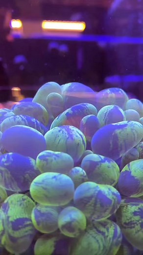 This marvelous Marble Bubble is Caleb’s Colony pick of the week! This LPS thrives in low to moderate light with gentle water flow. Beware, this coral grows to massive sizes, even in the home aquarium! • • • • #lpscoral #coral #coralreef #reef #reef2reef #allmymoneygoestocoral #bubbles #bubblecoral #reeftank #reefaddict #coraltank #coraladdict #saltwateraquarium #fishtank #ocean #aquariumhobby #marinelife #shotoniphone | Absolutely Fish