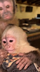 26K views · 1.1K reactions | What a lovely❤️ song they  sing . Tufted and White fronted Capuchin  monkeys . | Kody Antle | Facebook