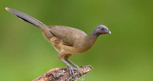 Plain Chachalaca Identification, All About Birds, Cornell Lab of Ornithology