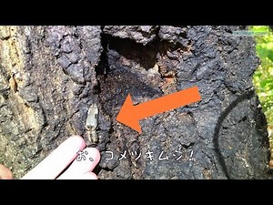 飛び跳ねろ！コメツキムシ 米搗虫 Click beetle
