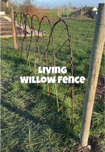 Grow a Living Willow Fence for Your Garden