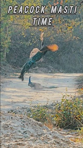 Indian Peacock Flying | Bird's Watching