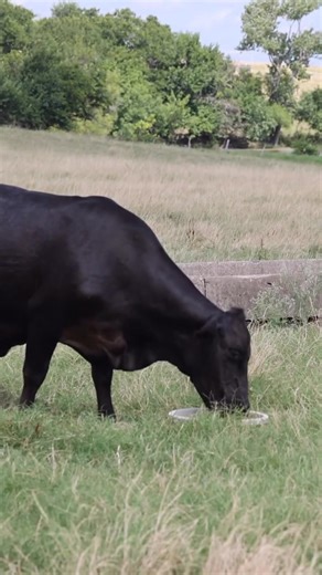 1.7K reactions · 33 shares | Callison Ranch uses Altosid IGR in their mineral to stop horn flies before they hatch — keeping mamas comfortable, calves strong, and herds on feed. Start about 30 days before fly season and keep it going through fall for results you can see! | Altosid IGR | Facebook