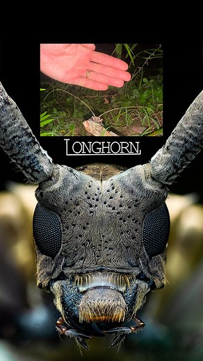 23K views · 814 reactions | LOOONGHorn The biggest baddest longhorn...