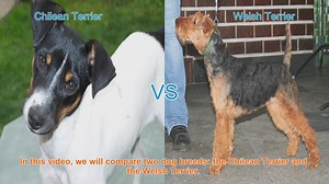 Chilean Terrier vs. Welsh Terrier: A Comprehensive Comparison