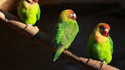 Il tue les perruches de sa compagne après l’avoir violentée et les donne à manger à ses chiens