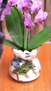 3.1M views · 3.7K reactions | Revive Your Orchid With This Easy Method | Part One  | DIY Balcony Garden | Facebook