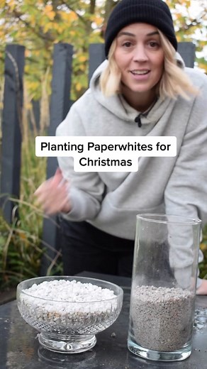 Planting Paperwhites for Christmas