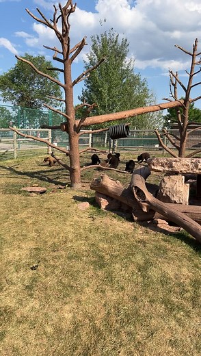 Exploring Bear Country USA: A Wildlife Adventure