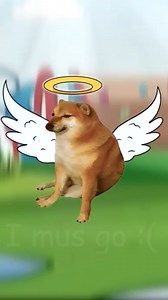 36K views · 3.5K reactions | Adeus Cheems! A história completa de um dos melhores memes da internet #cheems #balltze #meme | QminutosQ | Facebook