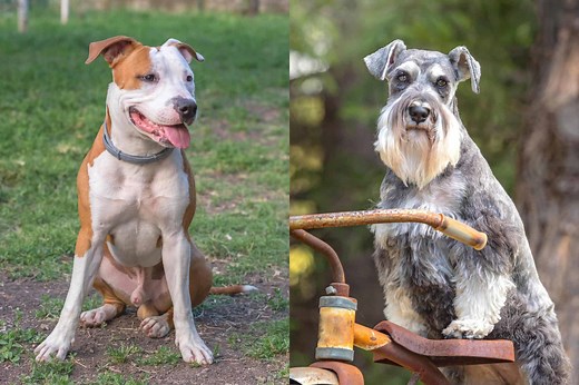 Schnauzer Pit (Pitbull & Schnauzer Mix) Info, Pictures, Facts, FAQs & More