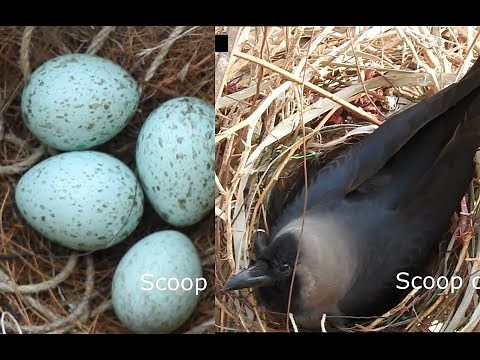 crow laying six eggs in the nest