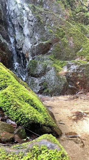 Healing Waterfall & Deep Green Moss 🇯🇵🌿 | Sekison Falls, Ibaraki Japan