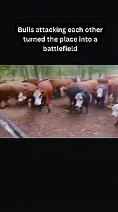 133K views · 742 reactions | Bulls attacking each other turned the place into a battlefield #funnyvideos #hereford #farming #farmtok #funnyanimals #countrylife #Arkansas #bull #shorts | The Bull Lover | Facebook
