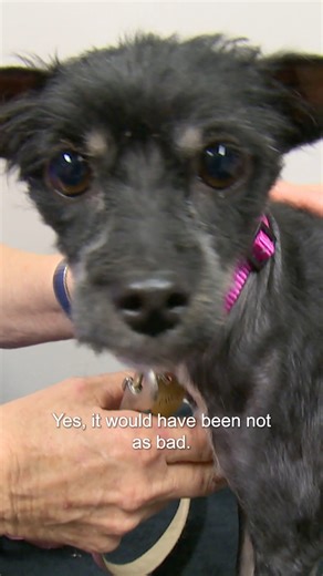 Little stray rescued from the pound can't walk💔 | Bondi Vet
