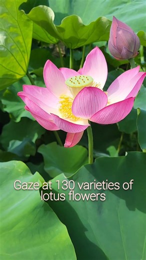 FUKUI FLOWERS | Enjoy the lotus flowers of the Hanasu Park in Minami Echizen Town! #japantravel