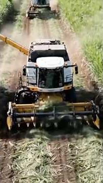PROCESO de PRODUCCIÓN del AZÚCAR desde la CAÑA en MEGAFABRICAS