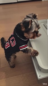 159K views · 7.8K reactions | “Just doing my daily inspections. Carry on. ✅” #Yorkie #YorkiePuppy #TinyDog #SmallDogBigAttitude #DogReels #FunnyDogs #CuteDogs #DogsofInstagram #PuppyLove #ViralReels #FYP #PetContent | The Yorkies Club | Facebook