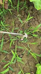 🛠️🌾 Removing Weeds with Crescent Hand Weeder Tool