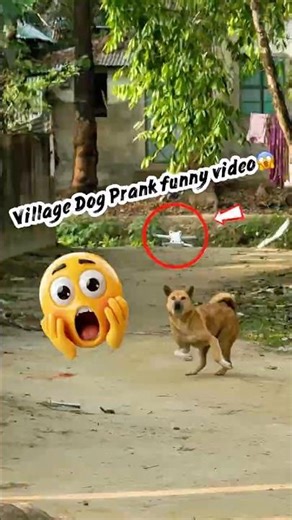 Funny Dog Pranks That Will Have You Laughing Out Loud 😱 #shorts #youtubeshorts #drone #prank